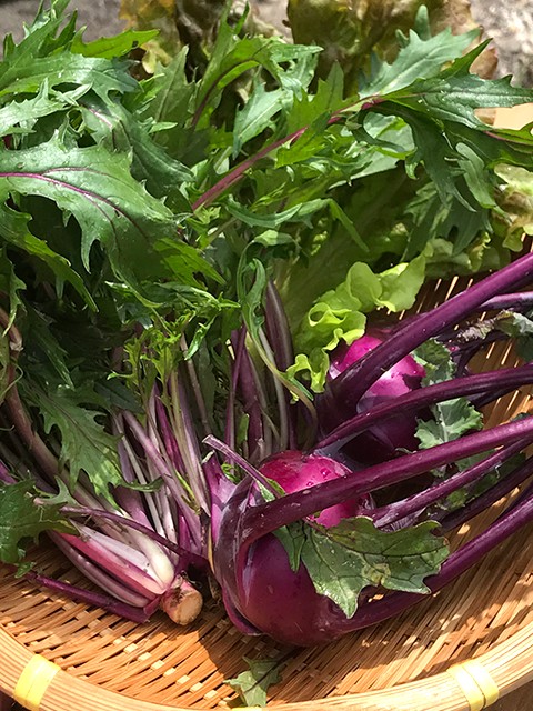 コールラビと赤水菜
